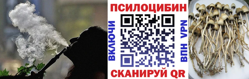 сколько стоит  Йошкар-Ола  kraken вход  Галлюциногенные грибы Psilocybine cubensis 